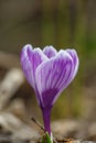 Two blossom purple crocus flower macro photography in a springtime Royalty Free Stock Photo