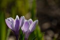 Two blossom purple crocus flower in a spring day macro photography. Royalty Free Stock Photo