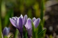 Two blossom purple crocus flower in a spring day macro photography. Royalty Free Stock Photo