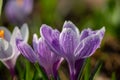 Two blossom purple crocus flower in a spring day macro photography. Royalty Free Stock Photo