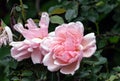 Two blossoming buds Roses Morgengruss surrounded by green foliage of a bush, in the garden Royalty Free Stock Photo