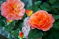 Two blossoming orange roses from the garden.