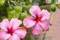 Two blossoming pink hibiscus flowers are in the garden. Royalty Free Stock Photo