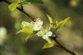 Two blossoms of plum tree Royalty Free Stock Photo