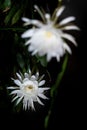 Two blossoms of the Queen of the Night Epiphyllum oxypetalum species of cactus plant produces nocturnal white flowers, copy Royalty Free Stock Photo