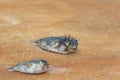 Two blow fish or puffer fish dead on a pier as unwanted catch Royalty Free Stock Photo