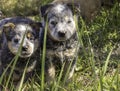 Two blue Australian Cattle Dog (Blue Heeler) puppies