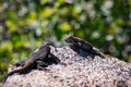 Two Blue bellied lizards Sceloporus occidentalis having a confrontation on a rock, Yosemite National Park, California Royalty Free Stock Photo