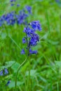 Paired blue bells