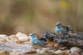 Blue-breasted Cordonbleu in Kruger National park, South Africa