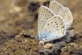 Two blue butterflies Royalty Free Stock Photo