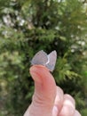 Two blue butterflies on the hand Royalty Free Stock Photo