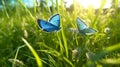 Two_blue_butterflies_Polyommatus_icarus_in_nature_outdoors_1690448572500_3