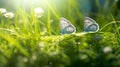 Two blue butterflies Polyommatus icarus in nature outdoors 1690448572500 6