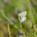 Two blue butterflies reproduce, breed, sitting on a green straw in nature.