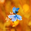 two blue butterflies sitting on bright Sunny yellow meado