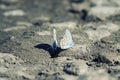 Two blue butterflies sitting on the ground