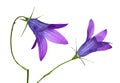 Two blue campanula flowers