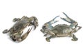 Two blue crabs Royalty Free Stock Photo