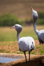 Two blue cranes Grus paradisea Drinking at Waterhole, South Africa Royalty Free Stock Photo