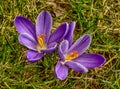 Two blue crocus flowers from above Royalty Free Stock Photo