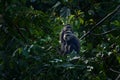 Two Blue diademed monkey, Cercopithecus mitis, sitting on tree in the nature forest habitat, Bwindi Impenetrable National Park, Royalty Free Stock Photo