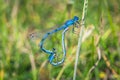 Two blue dragonflies mating on the branch. Macro view