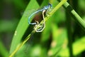 Two blue dragonflies are mating on a leaf Royalty Free Stock Photo