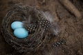 Two blue easter eggs lie in the nest on the ground Royalty Free Stock Photo