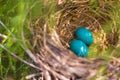 Two Blue Eggs in Nest Royalty Free Stock Photo