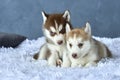 Two blue-eyed copper and light red husky puppies lying on white blanket Royalty Free Stock Photo