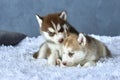 Two blue-eyed copper and light red husky puppies lying on white blanket Royalty Free Stock Photo