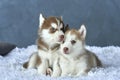 Two blue-eyed copper and light red husky puppies lying on white blanket Royalty Free Stock Photo