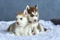 Two blue-eyed copper and light red husky puppies lying on white blanket. Royalty Free Stock Photo