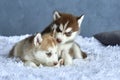 Two blue-eyed copper and light red husky puppies lying on white blanket. Royalty Free Stock Photo