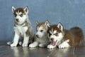 Two blue-eyed copper and light red husky puppies on wooden floor and gray-blue background. Royalty Free Stock Photo