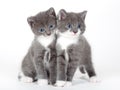 Two blue eyed gray kitten isolated