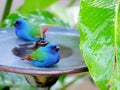 Two Blue-faced Parrotfinch Birds