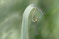 Two blue feather dragonflies form a dragonfly ring. The couple hangs from a blade of grass, which bends Royalty Free Stock Photo