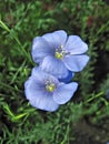 Two blue flax flowers Royalty Free Stock Photo