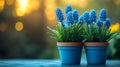 Two blue flower pots with blue flowers in them Royalty Free Stock Photo