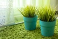 Two blue flower pots at home, close-up. Background of green grass near the window. Royalty Free Stock Photo