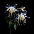 Hyperrealistic Wildlife Portraits: Two Blue Flowers On A Black Background