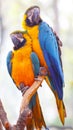 Two Blue Golden Parakeet (Ara ararauna)