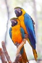 Two Blue Golden Parakeet (Ara ararauna)