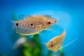 Blue gourami fish