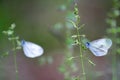 two blue-gray butterflies in tall grass Royalty Free Stock Photo