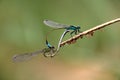 Two blue green dragonflies mating