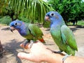 Two Blue-headed Parrot Pionus menstruus in the Amazon