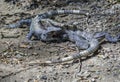 Two blue iguanas fighting Royalty Free Stock Photo